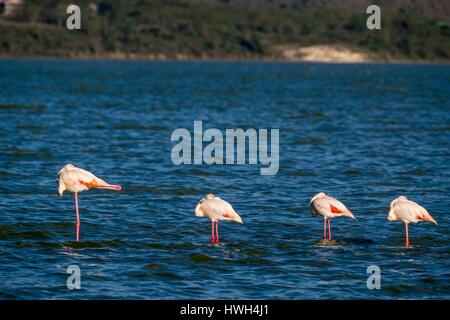 Kenia, Soysambu Conservancy, größere Flamingos (Phoenicopterus Ruber Roseus), ruht auf dem Lake Elementeita Stockfoto