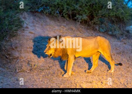 Südafrika, Sabi Sands Wildreservat, Löwe (Panthera Leo), männlich in der Abenddämmerung Stockfoto