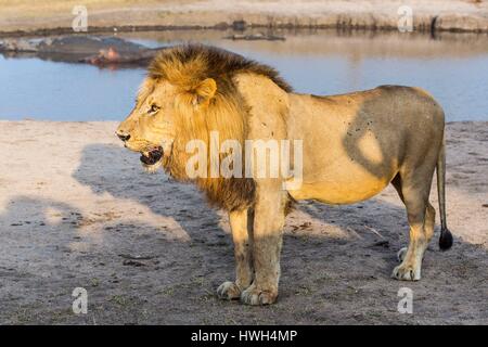 Südafrika, Sabi Sands Wildreservat, Löwe (Panthera Leo), Männchen auf einem waterpoint Stockfoto