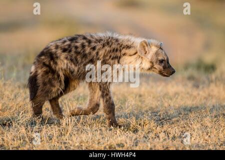 Kenia, Masai Mara Wildreservat, entdeckt Hyänen (Crocuta Crocuta), jungen in der Nähe der Höhle Stockfoto