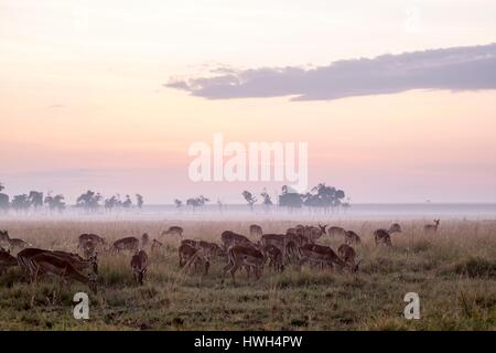 Kenia, Masai Mara Wildreservat, Impala (Aepyceros Melampus), Herde im Morgengrauen in Musiara marsh Stockfoto