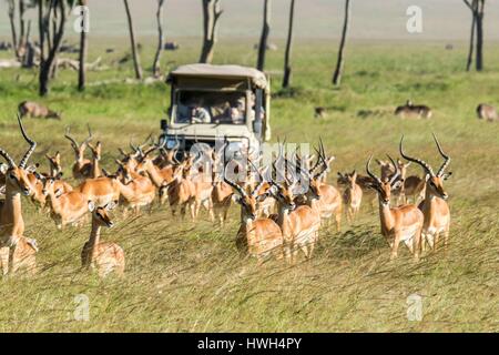 Kenia, Masai-Mara-Wildreservat, Impala (Aepyceros Melampus) und Safari-Fahrzeug im Musiara marsh Stockfoto