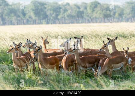 Kenia, Masai Mara Wildreservat, Impala (Aepyceros Melampus), Weibchen in der Warnung Stockfoto