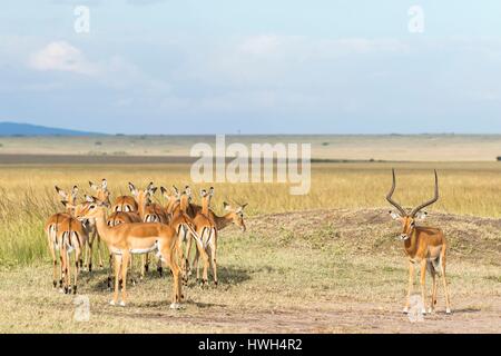 Kenia, Masai Mara Wildreservat, Impala (Aepyceros Melampus), männlichen und der weiblichen Gruppe Stockfoto