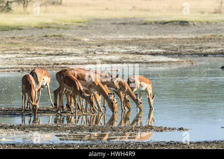 Kenia, Soysambu Conservancy, Impala (Aepyceros Melampus), Herde am Lake Elementeita trinken Stockfoto