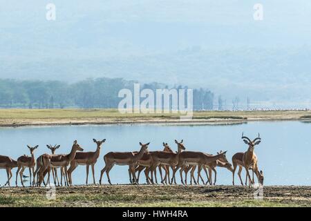 Kenia, Soysambu Conservancy, Impala (Aepyceros Melampus), Herde am Lake Elementeita Stockfoto