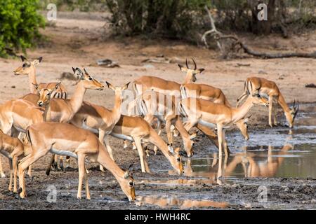 Südafrika, Sabi Sands Wildreservat, schwarz-faced Impala (Aepyceros Melampus Petersi), trinken in einem waterpoint Stockfoto