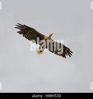 Ein Erwachsener Meer-Seeadler (Haliaeetus Ablicilla) gegen ein bewölkter Himmel auf der Insel Runde, Nord-West-Norwegen. Stockfoto