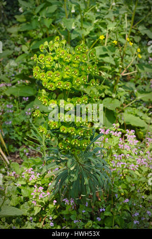 Euphorbia Characias - Mittelmeer-Wolfsmilch Stockfoto