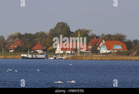 Buckel Schwan, geistlichen Schwan, Cygnus Olor, Buckel Schwan, geistlichen Schwan, Cygnus Olor, Buckel Schwan / geistlichen Schwan / Cygnus Olor, Höckerschwan / mute Swan / Cygnus Stockfoto