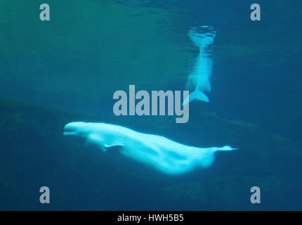 "Beluga, Beluga, Delphinapterus Leucas; kontrollierten Bedingungen, Beluga, Beluga, Delphinapterus Leucas; kontrollierten Bedingungen, "Beluga / Beluga / Delph Stockfoto