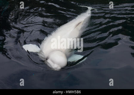 "Beluga, Beluga, Delphinapterus Leucas; kontrollierten Bedingungen, Beluga, Beluga, Delphinapterus Leucas; kontrollierten Bedingungen, "Beluga / Beluga / Delph Stockfoto