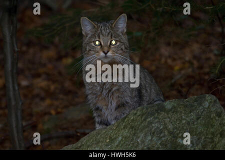 Wildkatze, Deutschland, Deutschland, Bayern, Nationalpark Bayerischer Wald, Säugetier, Säugetiere, Wildkatze, Wildkatze, Felis Silvestris, Abend, Abend, Abenddämmerung, Auge Stockfoto