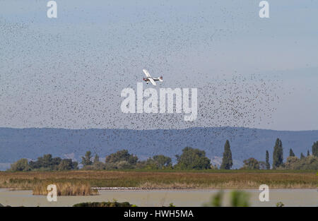 "Flugzeug auf die Ausweisung Starling?-Sterreich; Österreich; Burgenland; Nationalpark neue Kolonisten See; Ilmitz; Weinbau; Weinberg; Flugzeug; Stockfoto