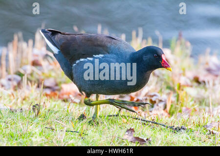 "Gr? nf? Ige Teichralle, Deutschland; Hamburg; Vögel; Gr? nf? dh Teichralle, Teich Huhn, Gallinula Chlor Opus, Deutschland; Hamburg; Vögel; Teichhuhn, gallin Stockfoto