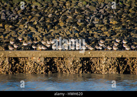 Strandläufer, Deutschland, niedrigere Sachsen, Ost-Friesland Norden Deich ruht, Wohnungen Schlamm, Lahnungen, Wellenbrecher, Vögel, Meer Strandläufer Calidris maritima Stockfoto