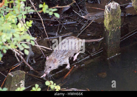 Reisen Ratte in den Kanal, Deutschland, Hamburg, Isekanal, Isebekkanal, Säugetier, Säugetiere, Reisen Ratte, Rattus Norvegicus, Deutschland, Hamburg, Isebekkanal Stockfoto