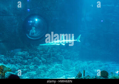 "Große Geige Ray und Kind, Deutschland; Hamburg; Hagenbecks Tierpark; Zoo; Tropen-Aquarium, kontrollierten Bedingungen; Zuschauer, Kind, Fisch, große Geige Stockfoto