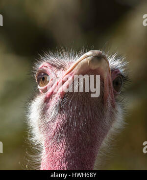 "Red Neck Bündel von Porträt, Deutschland; Hamburg; Hagenbecks Tierpark; Zoo; Vögel; rot Hals Haufen, Struthio Camelus; kontrollierten Bedingungen; Porträt, Stockfoto