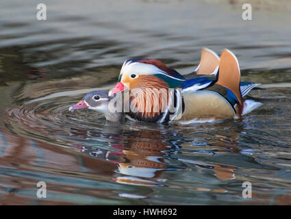 Mandarin-Enten mit Paarung, Deutschland, Hamburg, Vögel, Mandarin Enten, Aix Galericulata, zwei, koppeln, Paarung, Kopula, Deutschland, Hamburg, Vögel, Mandarin Du Stockfoto