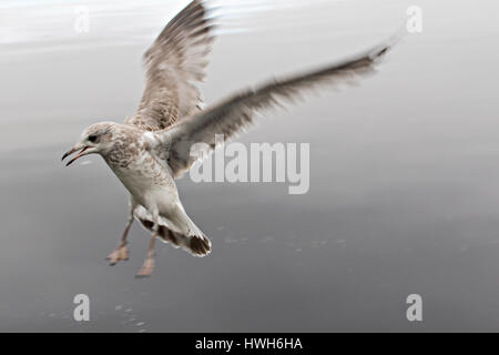 junge Sturm Möwe landet, Troms, Norwegen Troms?, Prestvannet, See, Vögel, Sturm Möve, Larus Canus, Landung, jung, Juvenil, Brin, Tromso, Troms, Norwegen Stockfoto