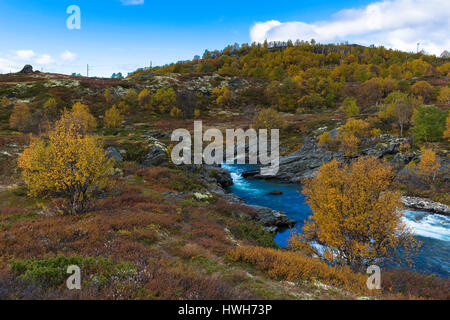 Herbst im Dovrefjell, Norwegen, Oppland, Dovrefjell, Jahreszeiten, Herbst, Gebirge, Pflanze, Baum, Birken, Betula SP., Bach, Landschaft, Dovre, Norwegen, Oppland Stockfoto