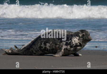 "weibliche Kegel-Siegel auf den Strand von Helgoland, Deutschland; Deutschland; Helgoland, Meeressäuger, Meeressäuger, Kegel-Dichtung, Halichoerus Grypus, graue Dichtung, horseh Stockfoto