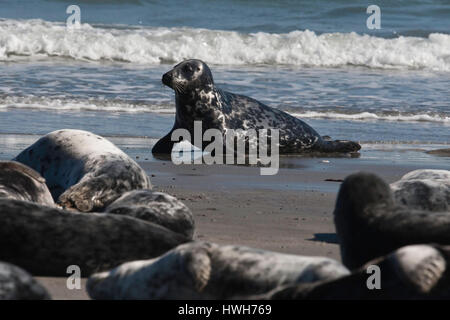 "Kegel-Dichtung, Deutschland; Deutschland; Helgoland; Meeressäuger, Meeressäuger, Kegel-Dichtung, Pferdekopf Siegel, Kegelrobben, Halichoerus Grypus, Strand, Strand, Frauen, Stockfoto