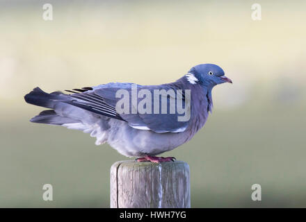 "Ringel Taube auf Hooge, Deutschland; Deutschland; Schleswig - Holstein; Nord-Fries-Land; Hallig Hooge; Ringel Taube; Columba Palumbus; Deutschland; Schlesinger Stockfoto