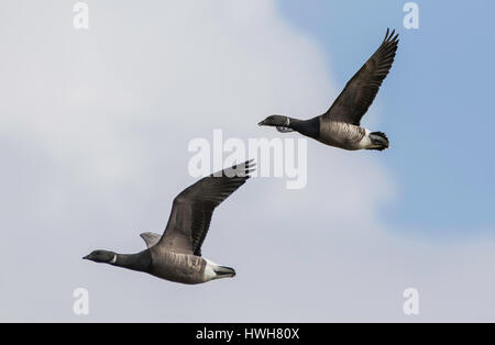 "Ringlet Gänse im Flug, Deutschland; Schleswig - Holstein; Nord-Fries-Land; Hallig Hooge; Insel; Vögel; Ringel-Gänse, Branta Bernicla, paar, Stockfoto