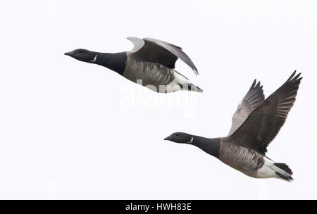 "Ringlet Gänse im Flug, Deutschland; Schleswig - Holstein; Nord-Fries-Land; Hallig Hooge; Insel; Vögel; Ringel Gänse; Branta Bernicla; paar; Stockfoto