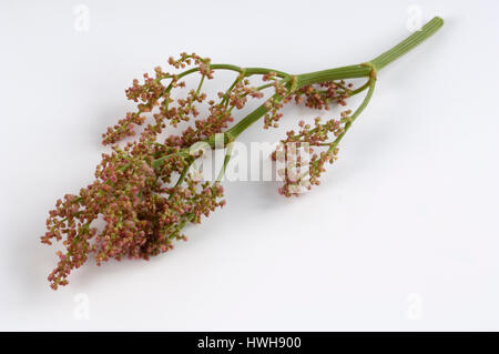 Sauerampfer, grüne Sauerampfer, rote Sauerampfer, Sauerampfer Schafe, Wachen Sauerampfer, Rumex liegen, Wiesen-sauer Sauerampfer, sauer Sauerampfer, Rumex liegen, Garten Sauerampfer Stockfoto