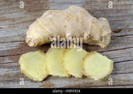 Gemeinsame Wurzeln der Ingwer, Zingiber Officinale, Ingwer Wurzeln, Zingiber Officinale, gemeinsame Ingwer Wurzeln / (Zingiber Officinale) | Ingwerwurzeln / (Zingiber Stockfoto