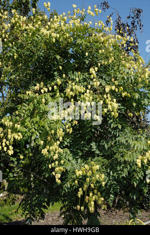 Golden Raintree, Stand Paniculata Rispiger Blubber Baum, Kapsel Früchte am Baum Seife Baum Pflanzen, Sapindaceae, goldenen Rand Baum, Panicled Stockfoto