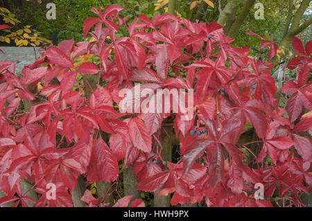 Boston-Efeu im Herbst, Parthenocissus Tricuspidata wildem Wein im Herbst, Boston-Efeu im Herbst / (Parthenocissus Tricuspidata) / Jungfernrebe Im Stockfoto