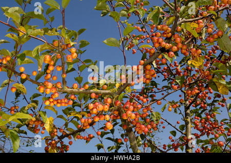 Zierapfel Professor Sprenger, Malus Zumi Zier Apfel Professor Sprenger, Zierapfel 'Professor Sprenger' / (Malus Zumi) / Zierapfel ' Professor S Stockfoto