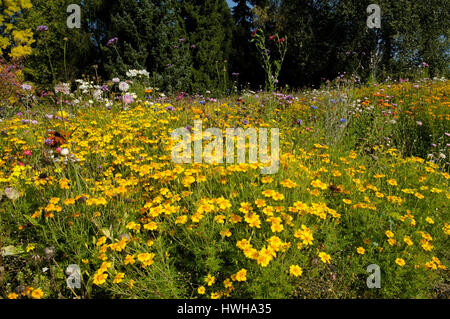 Bett aus Blumen mit Golden Bedder, Wegrauke Allionii Blumenbeet mit Mauerblümchen Sch? Terich, sibirische Mauerblümchen, Bett von Blumen mit Golden Bedder / () Stockfoto