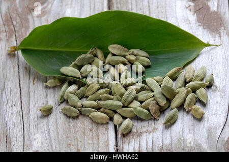 Cardamom, Elettaria Cardamomum Kardamom in Studio, indoor, Kardamom / (Elettaria Cardamomum) / Kardamon / Innen, Studio Stockfoto