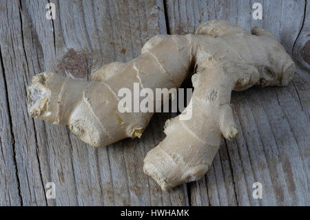 Gemeinsame Wurzeln der Ingwer, Zingiber Officinale Ingwer Wurzeln Ingwer Pflanzen, Zingiberaceae, innen, Studio, gemeinsame Ingwer Wurzeln / (Zingiber Officinale) / -In Stockfoto