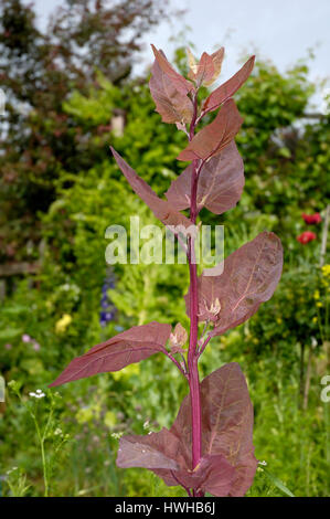 Alle rot, roter Berg Spinat, Atriplex Hortensis var. Rubra, rote Gartenmelde, spanischer Salat, spanischer Spinat, Gartenmelde, Atriplex Hortensis var. Rubra Stockfoto