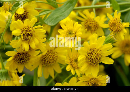 Arnika, Arnica Montana, echte Arnika, Arnica Montana, Arnika / (Arnica Montana) | Echten Arnika / (Arnica Montana) / Stockfoto