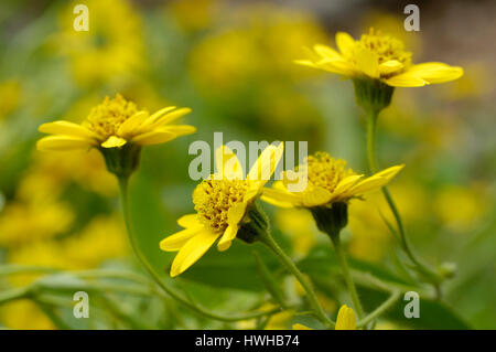 Arnika, Arnica Montana, echte Arnika, Arnica Montana, Arnika / (Arnica Montana) | Echten Arnika / (Arnica Montana) / Stockfoto