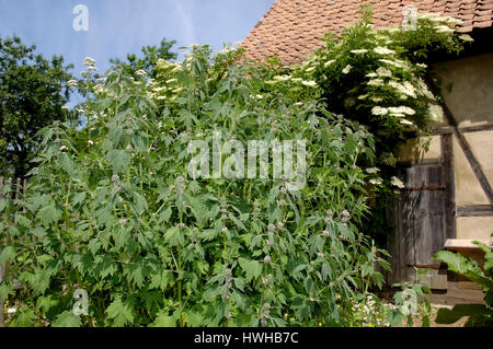 Motherwort, Herzgespann Cardiaca, Motherwort Cardiaca Herzgespann, Schweif des Löwen, echten Löwen Schweif / (Cardiaca Herzgespann) | Loewenschwanz, jedoch Löwenschwa Stockfoto