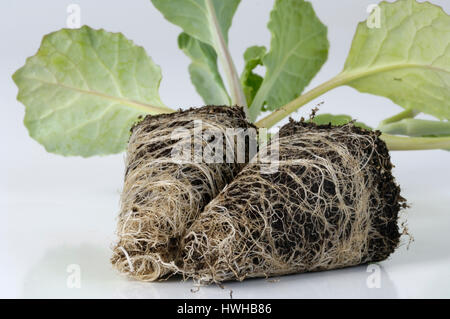 Young plant, Brokkoli, Brassica Oleracea var. Italica, Jungpflanzen Gemüse Brokkoli Brassica Oleracea var. Italica, Jungpflanze Brokkoli / (Brassi Stockfoto