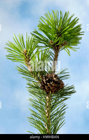 Schweizer Latschenkiefer, Pinus Mugo, Bergkiefer Kiefer, Pinus Mugo, Swiss Mountain Pine / (Pinus Mugo) | Latschenkiefer / (Pinus Mugo) / Stockfoto