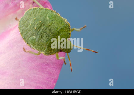 Gemeinsamen Green Shield Bug, Palomena Prasina, grünes Schild Bug, Palomena Prasina grüne Schild Bug, gemeinsame Green Shield Bug / (Palomena Prasina) | Gruene Sch Stockfoto