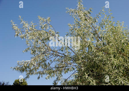 Russische Olive Elaeagnus Angustifolia, schmalen grünen Öl Weide, Elaeagnus Angustifolia, russische Olive / (Elaeagnus Angustifolia) | Schmalblaettrige Stockfoto
