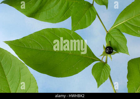 Tollkirsche, Atropa Bella-Donna, Tollkirsche, Atropa Bella-Donna Homöopathie, Homöopathie, Tollkirsche / (Atropa Bella-Donna) | Tollkirsc Stockfoto