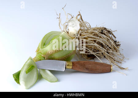 False Meer Zwiebel, Ornithogalum Caudatum, falsche Meer Zwiebel übersprungen Milch Stern, Ornithogalum Caudatum übersprungenen Milch Stern, falsche Meer Zwiebel / (Ornithogalum Stockfoto