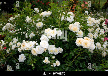 Rosa Schneeflocke, Rose spec, Bodendeckerrose rot Aerobicstunden, Rose Spec.  , Rose "Schneeflocke" / (Rosa spec.) | Bodendeckerrose "Rote Aerobicstunden" / (Ros Stockfoto